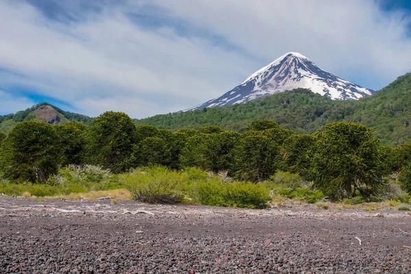 Över Lanin Vulkan Med Araucaria Träd Lanin Nationalpark Argentina — Stockfoto