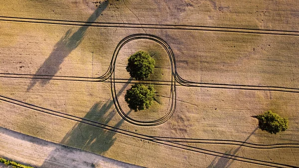 Fågelperspektiv Två Isolerade Träd Fältet — Stockfoto