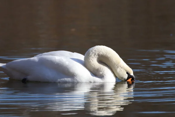 Beautiful Mute Swan Cygnus Olor Hunting Lake — Stock Photo, Image