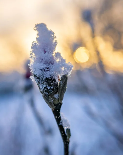 Karla Kaplanmış Bir Ağaç Dalı — Stok fotoğraf
