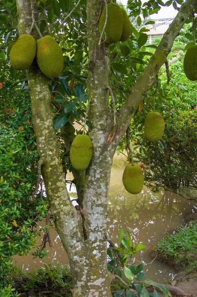 Jack Fattoria Frutta Can Tho Mekong Fiume Vietnam — Foto Stock