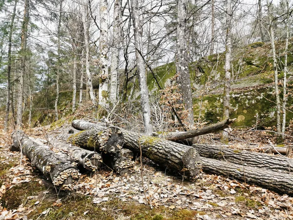 Norveç Larvik Kesilen Ağaçlarla Dolu Bir Orman Ormanların Yok Edilmesi — Stok fotoğraf