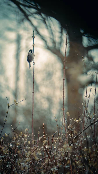 Selective Focus Shot Sparrow Bird Branch — Stock Photo, Image