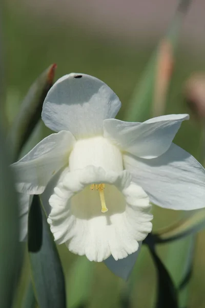Detailní Záběr Bílého Narcisu Zahradě — Stock fotografie