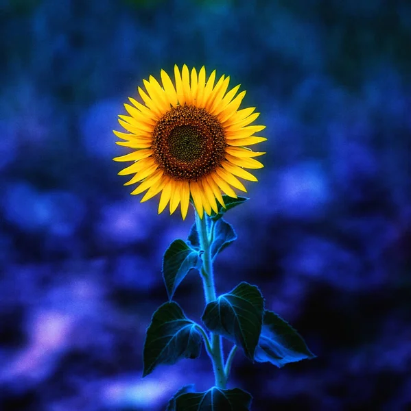 Eine Vertikale Aufnahme Einer Lebendigen Sonnenblume — Stockfoto