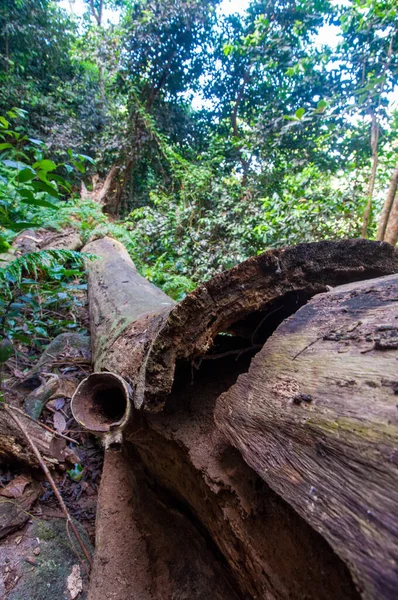 Ein Toter Takamaka Baum Wald — Stockfoto