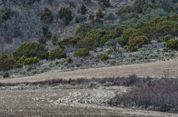 Een Bergachtig Landschap Met Struiken Bomen — Stockfoto