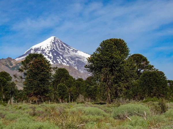 Vista Del Volcán Lanin Con Árboles Araucaria Parque Nacional Lanin — Foto de Stock