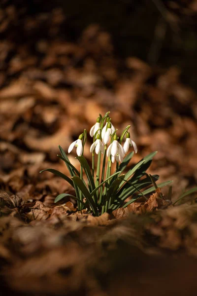 Close Delicadas Flores Gota Neve Galanthus Nivalis Ponto Médio Fundo — Fotografia de Stock