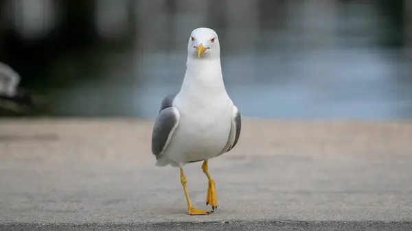 Oiseau Mouette Bord Lac Dans Parc — Photo