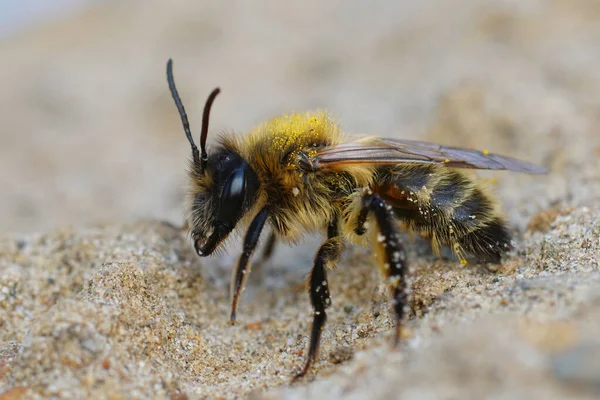 Närbild Bild Honan Choklad Eller Hagtorn Gruva Bee Andrena Scotica — Stockfoto