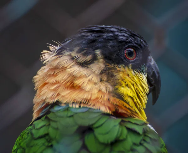 Selective Focus Shot Colorful Parrot — Stock Photo, Image