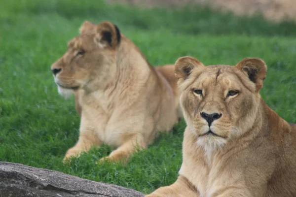 Ένα Λιοντάρι Και Μια Λέαινα Κάθονται Στο Πράσινο Γρασίδι — Φωτογραφία Αρχείου