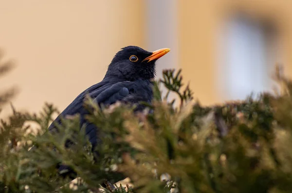 Close Blackbird Comum Galho Árvore — Fotografia de Stock