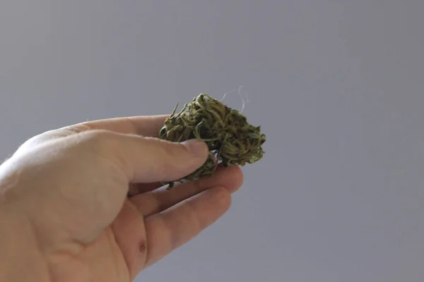 Primo Piano Una Persona Che Detiene Cannabis — Foto Stock