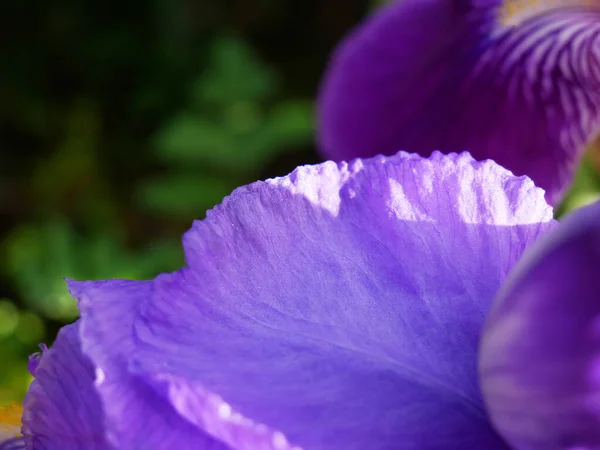 Selektivní Zaměření Okvětních Lístků Duhovky — Stock fotografie