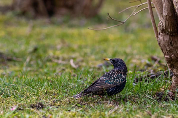 Výběrový Snímek Obyčejného Starlinga Sturnus Vulgaris Zelené Trávě — Stock fotografie