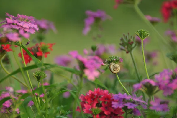 花の上のカタツムリのクローズアップ 美しい背景 — ストック写真