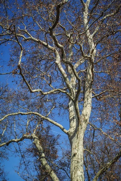 Tiro Vertical Uma Árvore Nua Contra Céu Azul — Fotografia de Stock