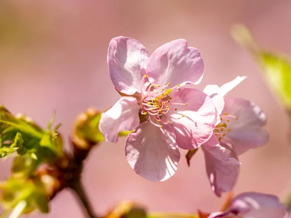Вибіркове Фокусування Рожевого Японського Сливового Цвіту — стокове фото