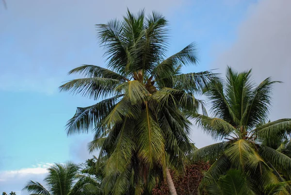Een Close Shot Van Groeiende Palmbomen Kust Onder Een Blauwe — Stockfoto