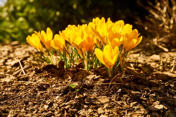 Närbild Blommande Krokus Blommor — Stockfoto