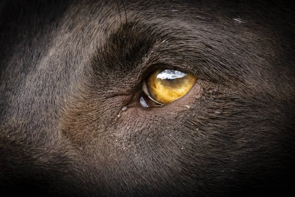 ドイツの短髪詩人の犬の目のクローズアップ ドイツ語Kurzhaar — ストック写真