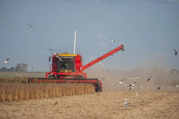 Fifirmat Argentina Apr 2021 Follow Gray Hooked Gulls Chimango Caracaras — 스톡 사진