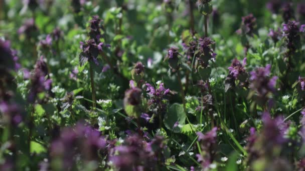 Hermoso Plano Botánico Fondo Pantalla Natural — Vídeo de stock