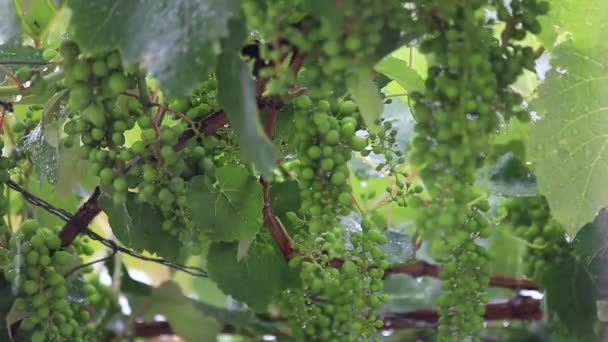 Groene Druiven Tuin — Stockvideo