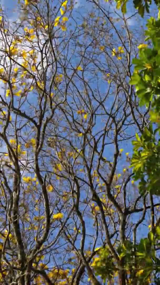 아름다운 나무들의 — 비디오