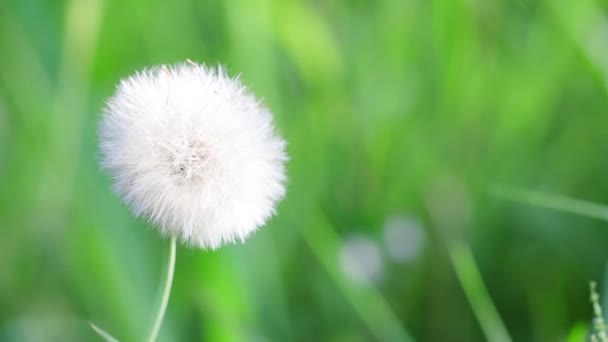 Dandelion Flower Green Background — Stock Video