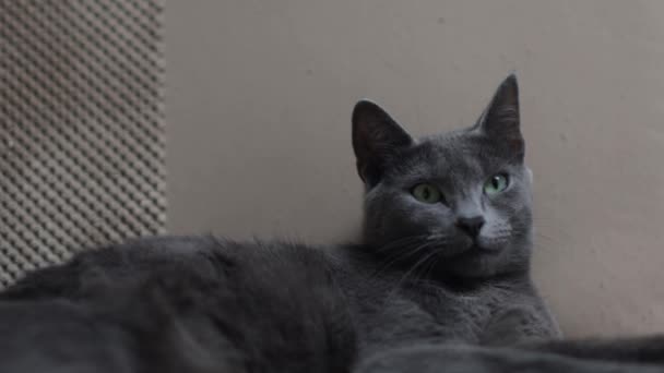 Gatto Grigio Con Gli Occhi Azzurri — Video Stock