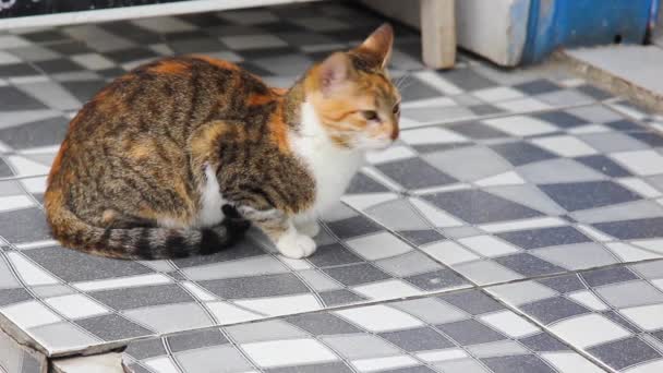 Carino Piccolo Gatto Sdraiato Sul Pavimento — Video Stock