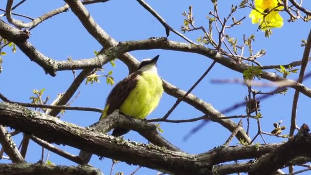 Vogel Auf Einem Ast — Stockvideo