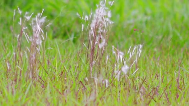 Grünes Gras Mit Tautropfen Auf Dem Boden — Stockvideo