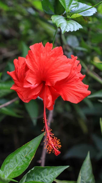 Une Vue Rapprochée Une Belle Rose Rouge Chine Également Connue — Photo