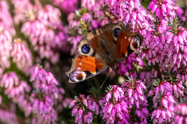 Papillon Oeil Paon Assis Sur Fleur Pourpre Erica Darleyensis — Photo