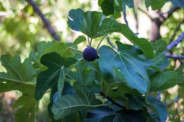 Nahaufnahme Einer Reifen Feigenfrucht Auf Den Zweigen Eines Feigenbaums Ficus — Stockfoto