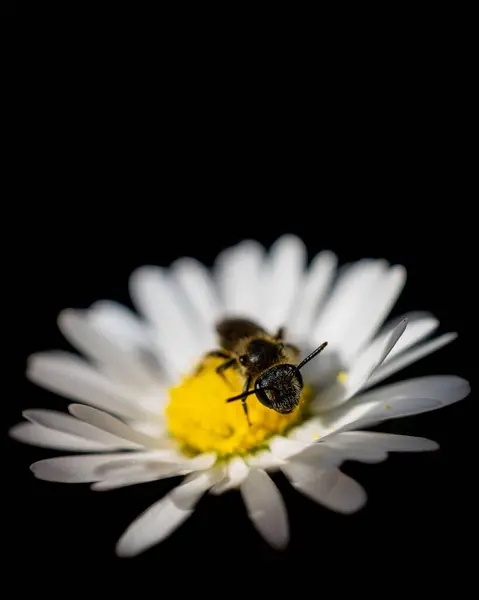 Isolated Bee White Yellow Daisy Black Background — Stock Photo, Image