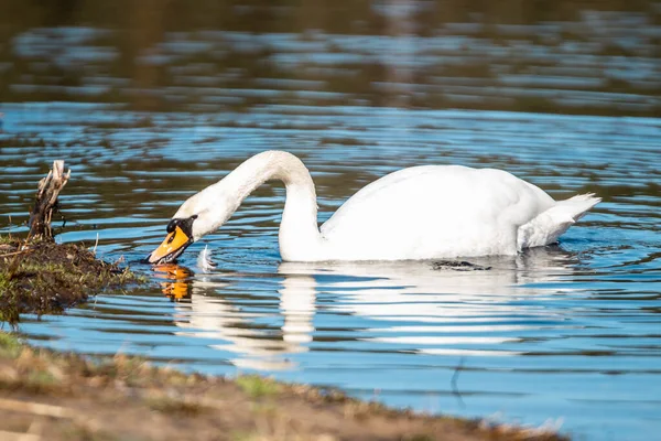 Una Toma Selectiva Elegante Cisne Mudo Bebiendo Agua —  Fotos de Stock