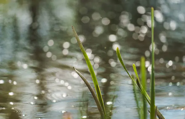 Een Selectieve Focus Shot Van Gras — Stockfoto