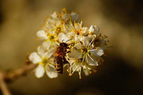 Una Abeja Miel Flor Ramo Macro Polen Está Bien Visible — Foto de Stock