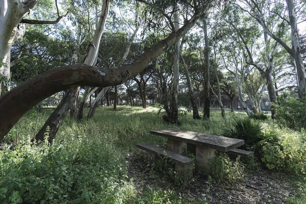 Una Mesa Madera Con Bancos Día Soleado Bosque — Foto de Stock