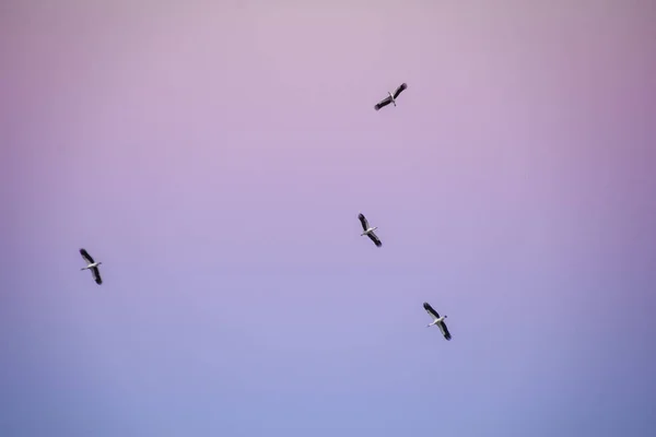 Tiro Ángulo Bajo Una Bandada Cisnes Volando Bajo Cielo Pintoresco — Foto de Stock