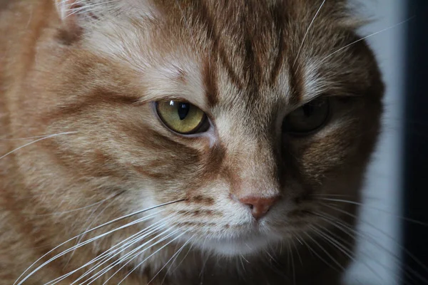 Primer Plano Gato Doméstico — Foto de Stock