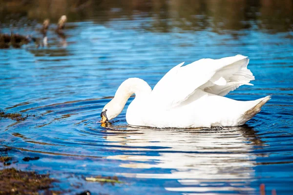 Selective Focus Shot Graceful Mute Swan Drinking Water — Stock Photo, Image