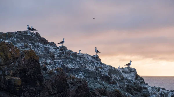 Meeuwen Die Bij Zonsondergang Naar Zee Kijken Chili — Stockfoto
