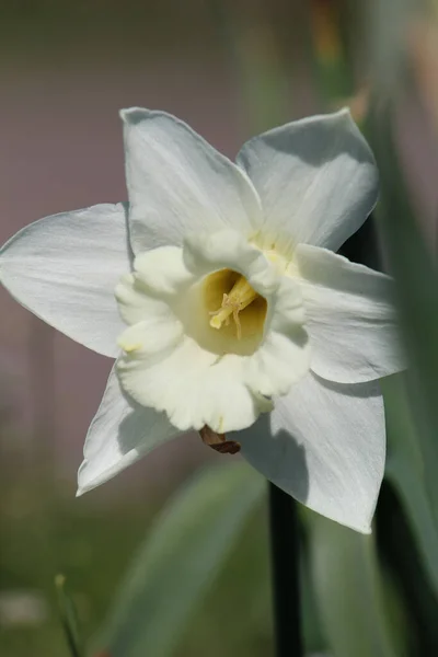 Gros Plan Une Jonquille Blanche Dans Jardin — Photo