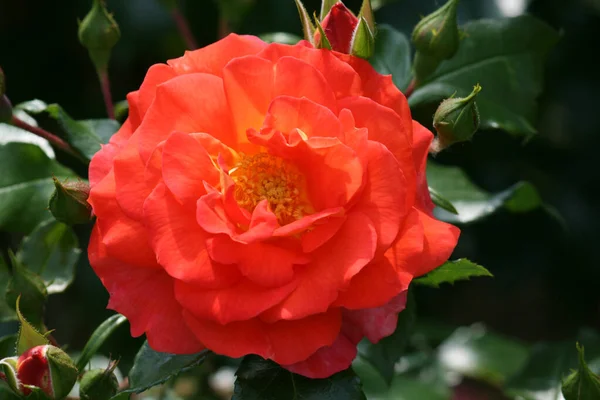 Primer Plano Una Rosa Roja Floreciente Jardín —  Fotos de Stock